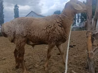 Qoʻchqor, Arashan sheep — 3-rasm