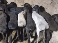 Ziegenbock, Ziegen — Foto 4