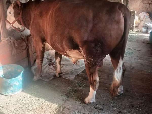 公牛, Cattle — 乌兹别克斯坦