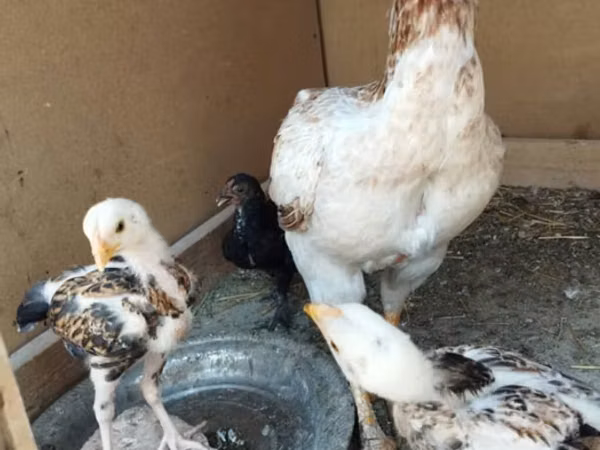 Chickens — Kirgisistan