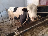Rinder (Partie, Geschlecht nicht angegeben), Simmental cattle — Foto 1
