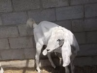 عنزة, Beetal goats — الصورة 3