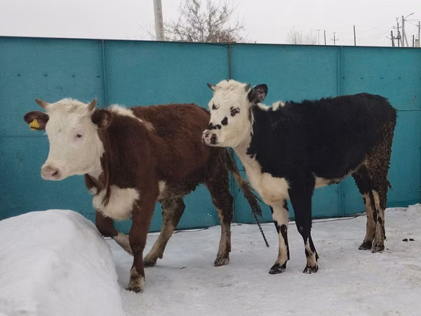 गाय, Simmental cattle — कज़ाखस्तान