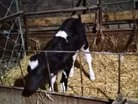 Vaca, Russian Black pied cattle — foto 1