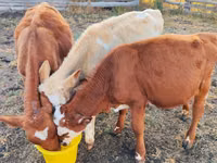 公牛, Simmental cattle — 照片 2