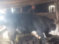 Bulle, Swiss cattle — Foto 1