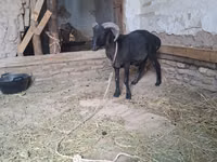 Goats (batch, sex not specified), Goats — photo 5