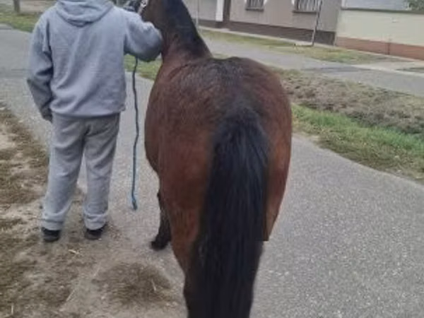 Mare, Horses