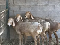 نعجة, Arashan sheep — الصورة 3