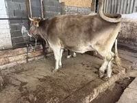 Vaca, Raza Alatau — foto 1