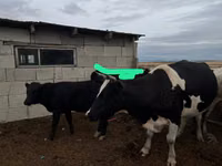 गाय, Russian Black pied cattle — फ़ोटो 1