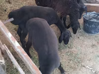 भेड़ें (लॉट, लिंग निर्दिष्ट नहीं), Hissar sheep — फ़ोटो 1