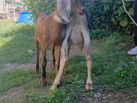 تيس, Nubian Goat — الصورة 3