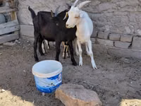 تيس, الماعز — الصورة 4