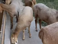 نعجة, Arashan sheep — الصورة 3