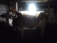 母牛, Cattle — 照片 2