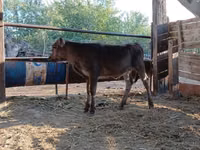 गाय, एबरडीन - एंगस — फ़ोटो 2