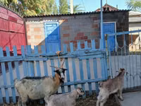 Cabra, Cabras — foto 3