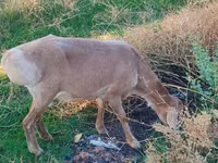 Carnero, Arashan sheep — foto 5