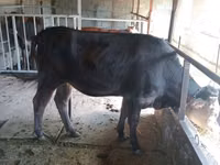 بقرة, Simmental cattle — الصورة 7