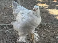 Chickens — foto 1