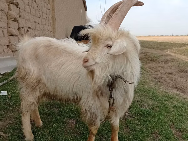 母山羊, Saanen goat — 乌兹别克斯坦