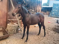 حصان, French Trotter — الصورة 3