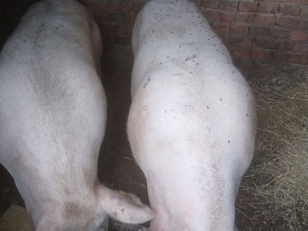 Säue, Schweine