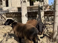 Carnero, Ovejas — foto 1
