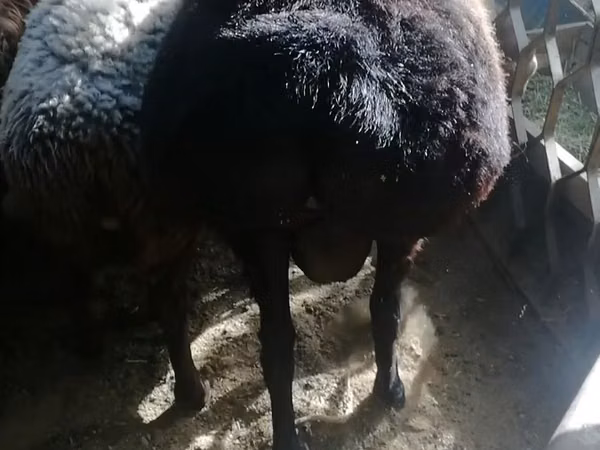 كبش, الأغنام — أوزبكستان