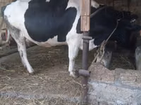 Vaca, Russian Black pied cattle — foto 6