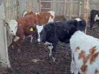 Sigir, Simmental cattle — 4-rasm
