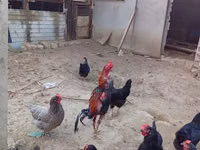 Chickens — الصورة 5