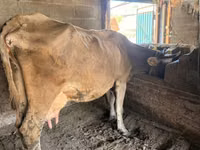 Cow, Swiss cattle — photo 1