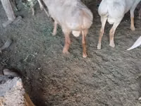Qoʻchqor, Rhon sheep — 3-rasm