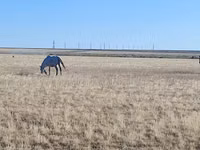 Stute, Horse breed — Foto 4