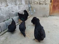 Chickens — Foto 2