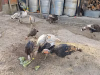 Turkeys — Foto 1