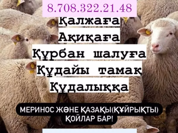 Кочкор, Койлор