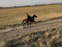 Stute, French Trotter — Foto 5