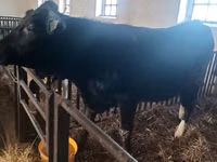 Kuh, Aberdeen-Angus — Foto 3