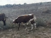 Kuh, Latvian Blue cattle — Foto 3