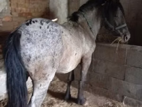 Hengst, Appaloosa