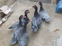 مسكوفي منزلي — الصورة 2