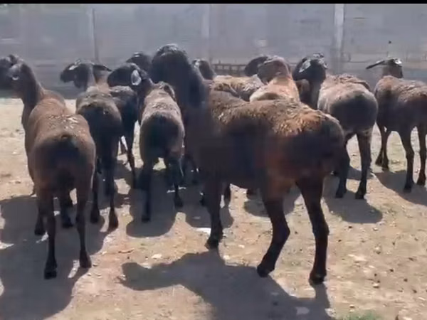 نعجة, Hissar sheep — كازاخستان