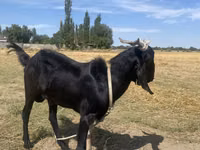 Ziegenbock, Nubian Goat — Foto 2