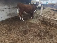 Toro, Vaca kazaja de cabeza blanca — foto 1