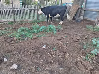 Kuh, Russian Black pied cattle — Foto 3