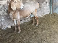 كبش, Arashan sheep — الصورة 6