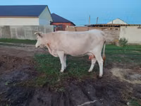 Kuh, Latvian Blue cattle — Foto 1